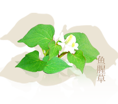 鱼腥草