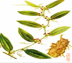 茯苓