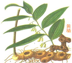 黄精